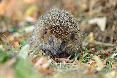 Bungie将于4月10日公开《命运2：终焉之形》实机预告